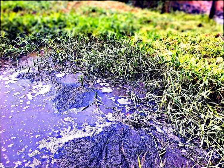 Vervuild slootwater in Zoeterhage en het Van Tuyllpark