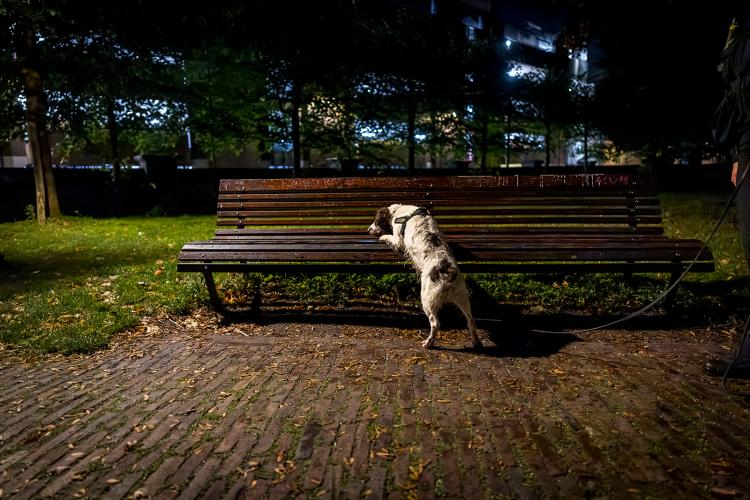 Inzet drugshond helpt in aanpak overlast Oude Centrum